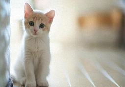 dedecms/织梦如何调用单个栏目下的子栏目