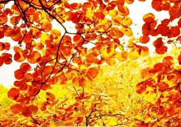 PHP的书写风格和输出语句