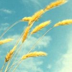 伪元素:after和:before的深入理解