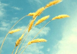 伪元素:after和:before的深入理解