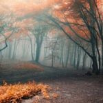 register_setting()函数